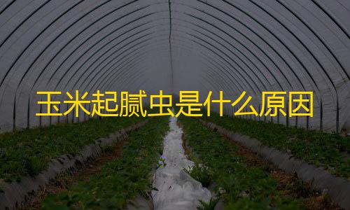 暗区突围方框透视玉米起腻虫是什么原因